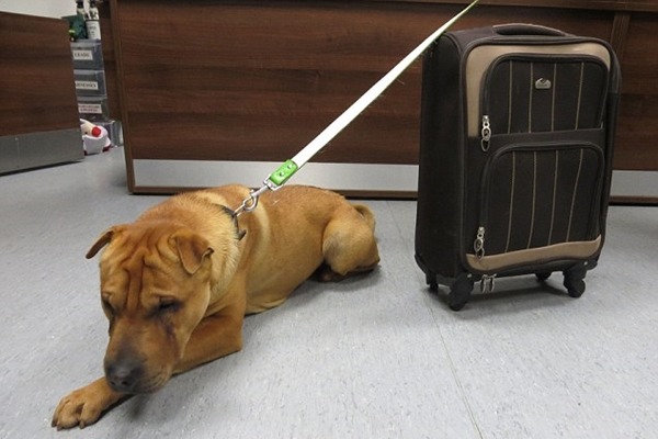 今年初，Kai獨自被丟棄在火車站，只有行李箱陪伴。　取自英國《每日郵報》