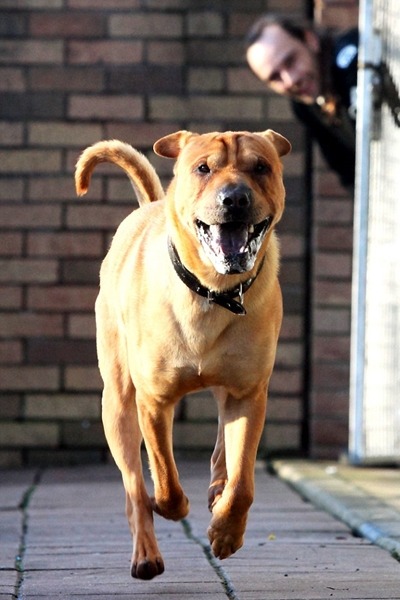 找到主人就像擁有陽光，盡情奔跑吧！　取自英國《每日郵報》