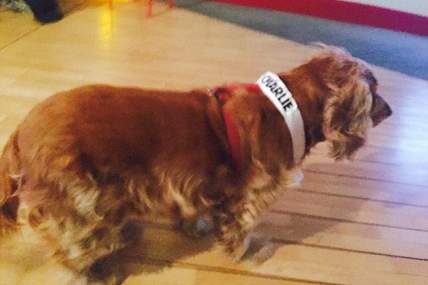 法國《查理周刊》發生槍擊案當天，辦公室狗狗萊拉和人類朋友一起經歷這一切。　取自英國《每日郵報》