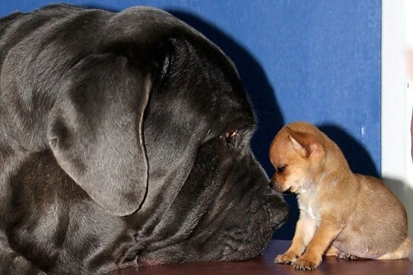 在街上被救援的吉娃娃來到收容中心,和57公斤重的紐波利頓犬成為好朋友。 取自英國《每日郵報》