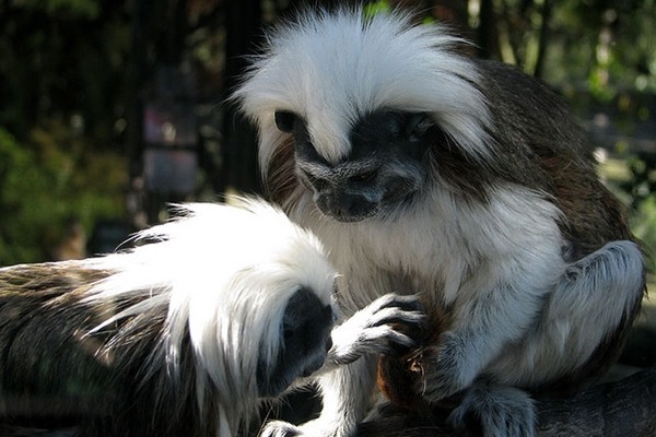 美國路易斯安那州的亞歷山卓動物園日前發生疏失，讓保育類棉頂狨在氣溫0℃以下的室外過了一夜，2隻棉頂狨被凍死。此為示意圖。　Flickr_Louise