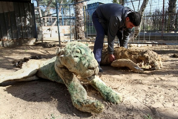 汗尤尼斯動物園會將動物簡單製成標本，再放回牠們原本的住處。　取自英國《每日郵報》