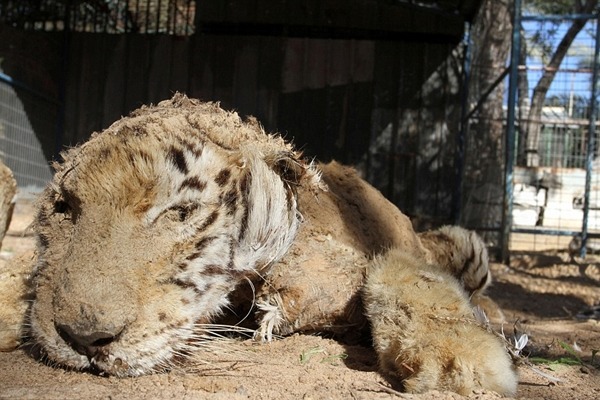 兇猛的老虎也逃不過劫難。　取自英國《每日郵報》