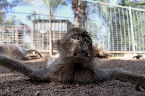 加薩戰亂，汗尤尼斯動物園的動物無人照管，活活被餓死。　取自英國《每日郵報》