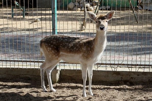 長達3星期的戰火，動物園內仍有動物倖存。　取自英國《每日郵報》