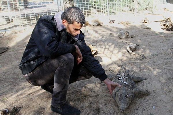 員工查看鱷魚屍體。　取自英國《每日郵報》