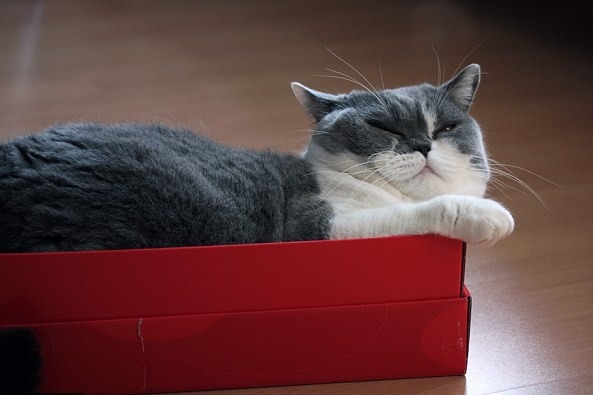 這紙盒對你來說，好像有點小？　取自英國《每日郵報》