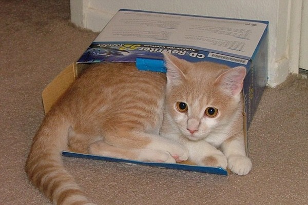 小朋友，你已經長大了，換個盒子吧！　取自英國《每日郵報》