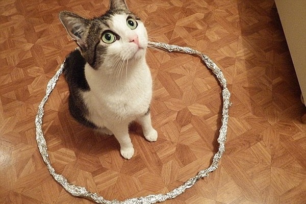 用任何東西做成一個圓圈，就能簡單「捕獲」貓咪。　取自英國《每日郵報》