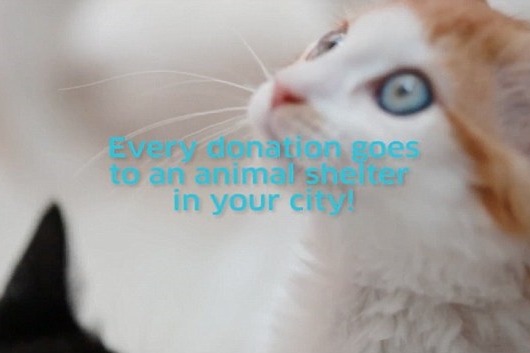 享受貓咪療癒服務的所得全數捐給和Uber合作的動保團體。 取自英國《每日郵報》