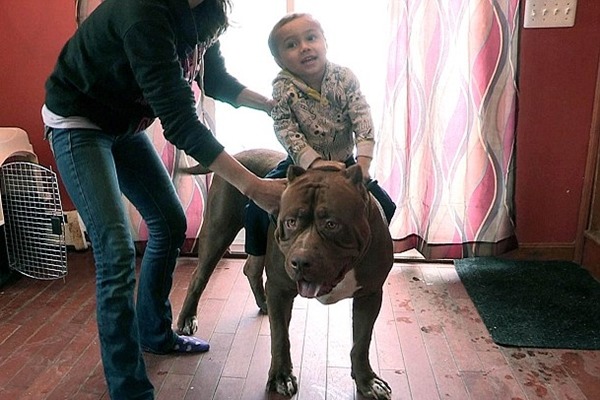 夫妻倆完全不怕比特犬，還讓小孩子把浩克當馬騎。　取自英國《每日郵報》