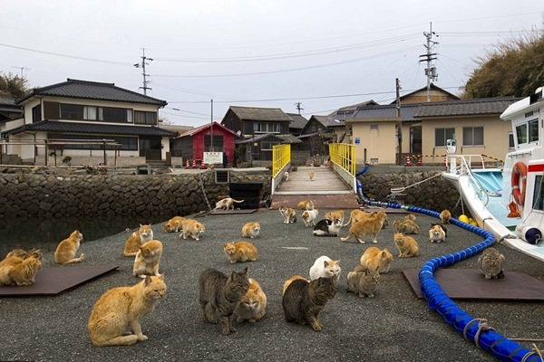 青島的碼頭邊有不少貓咪群聚。　取自英國《每日郵報》