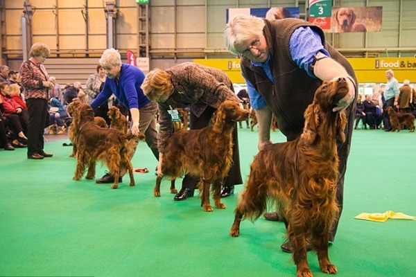傑格的主人猜測是陌生人下的毒手,但確切死因要等毒物報告出來後才知道。 取自英國《每日郵報》