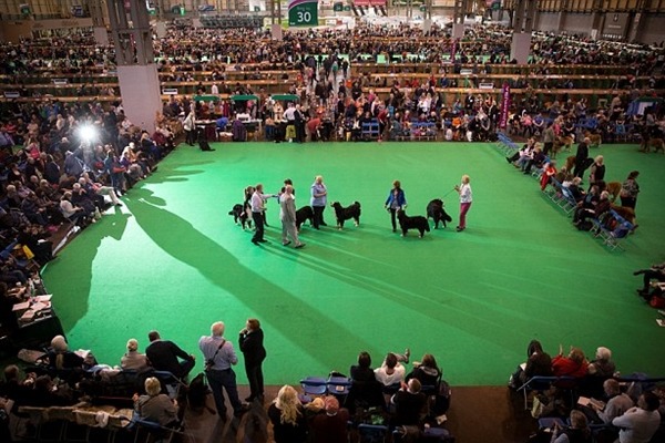 雖有飼主和不具名的評審出面爆料，但狗展主辦單位和警方都表示，沒有接獲其他類似案件通報。　取自英國《每日郵報》