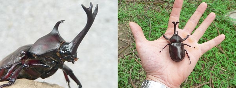 台灣有不少甲蟲玩家，但防檢局提醒民眾，勿私帶甲蟲闖關以免觸法。 取自網路