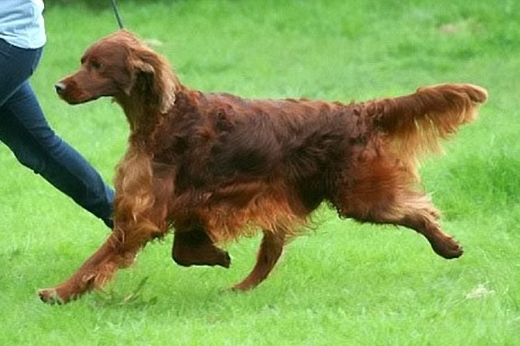 今年3歲的傑格是愛爾蘭雪達犬類別的亞軍,完賽回到比利時後卻突然暴斃。 取自英國《每日郵報》
