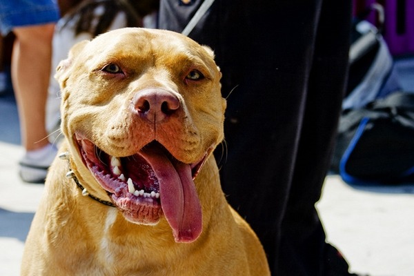 訓練比特犬作為服務犬，有的團體持相反意見，認為具攻擊性的犬隻不適合。　Flickr_ green kozi