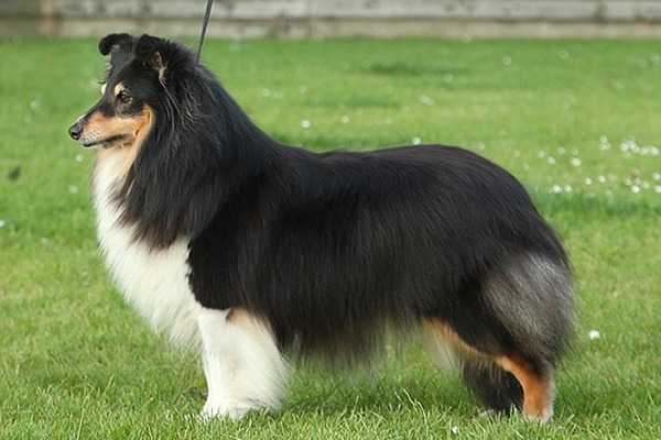 疑似受害的喜樂蒂牧羊犬主人表示，狗狗在完賽的幾分鐘前，身體出現不適。　取自英國《每日郵報》