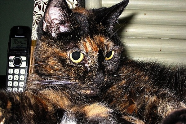 金氏世界紀錄的最老貓咪在5月22日平靜離世。 取自英國《每日郵報》