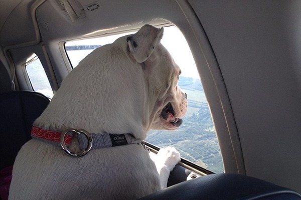 狗狗必須先作絕育手術、植入晶片、施打疫苗才能上飛機。 取自英國《每日郵報》