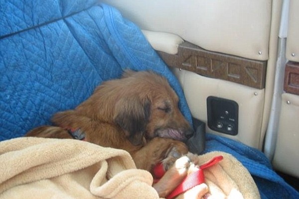 狗狗在飛機上的時間,多半在睡夢中度過。 取自英國《每日郵報》