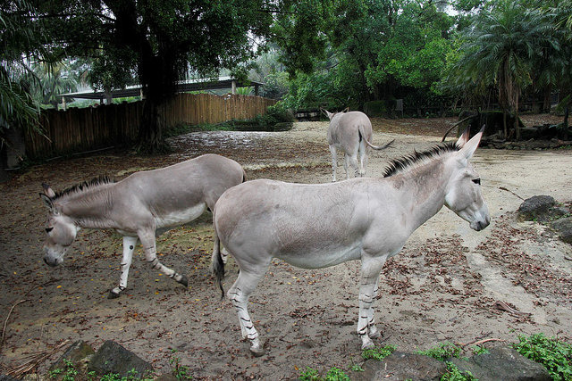 台北市立動物園圈養的三匹非洲野驢1公2母，分別來自捷克拉貝河畔烏斯季動物園，法國的波格雷野生動物園與彼利埃動物園。攝影：羅聿。
