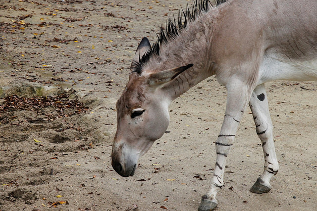 非洲野驢的頭部有獨特的黑白色鬃毛，足部則有不規則的黑色線條，彷彿穿上刷破的牛仔褲。攝影：羅聿。