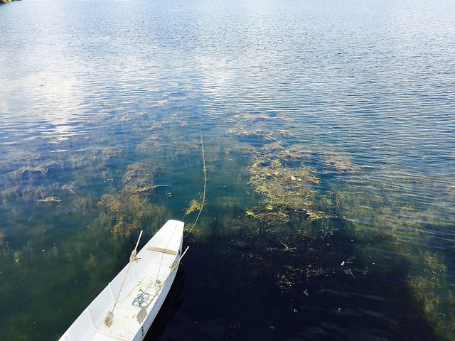 雲南洱海，是戴克參與的研究監測的案例之一，說明了失去基礎物種的生態系統，被大量的矽藻所佔領，沒有任何其他動植物。圖片來源：Tangqiu（CC BY-NC 2.0）