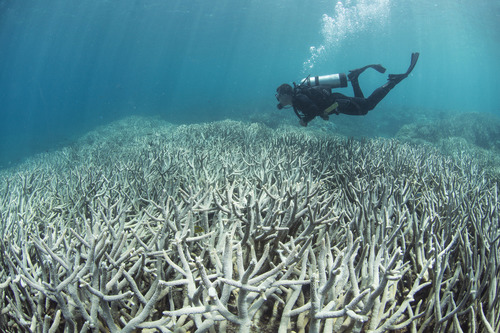 大堡礁今年4、5月發生大規模珊瑚白化事件。圖片來源：The Ocean Agency。（CC BY-NC）