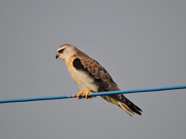 黑翅鳶到訪二仁溪。圖片來源：台灣濕地保護聯盟提供。
