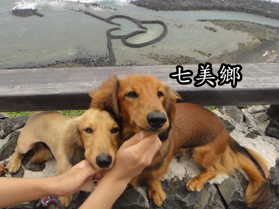 離島對寵物相對友善，想帶毛孩一同出遊的爸媽，可以先從離島玩起。　陣小姐/提供