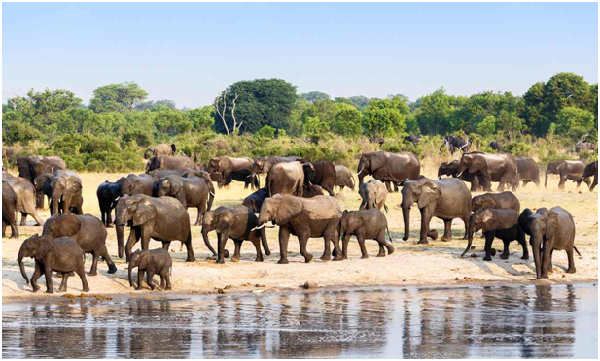 一年有約3萬隻大象被盜獵者殺死取牙。　資料照，取自網路