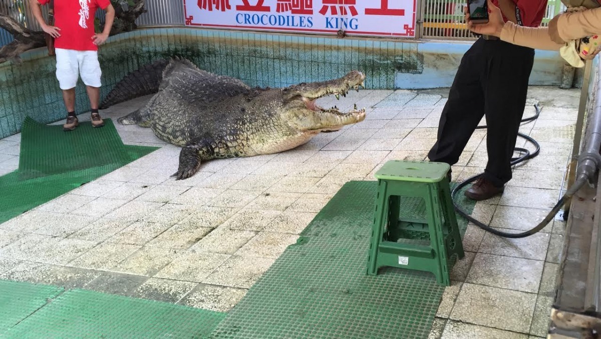 邱錫河稱鱷魚是兩棲類，鱷魚池中不放水也無妨，但光滑的磁磚地讓鱷魚難以行走也是事實。　TSPCA/提供