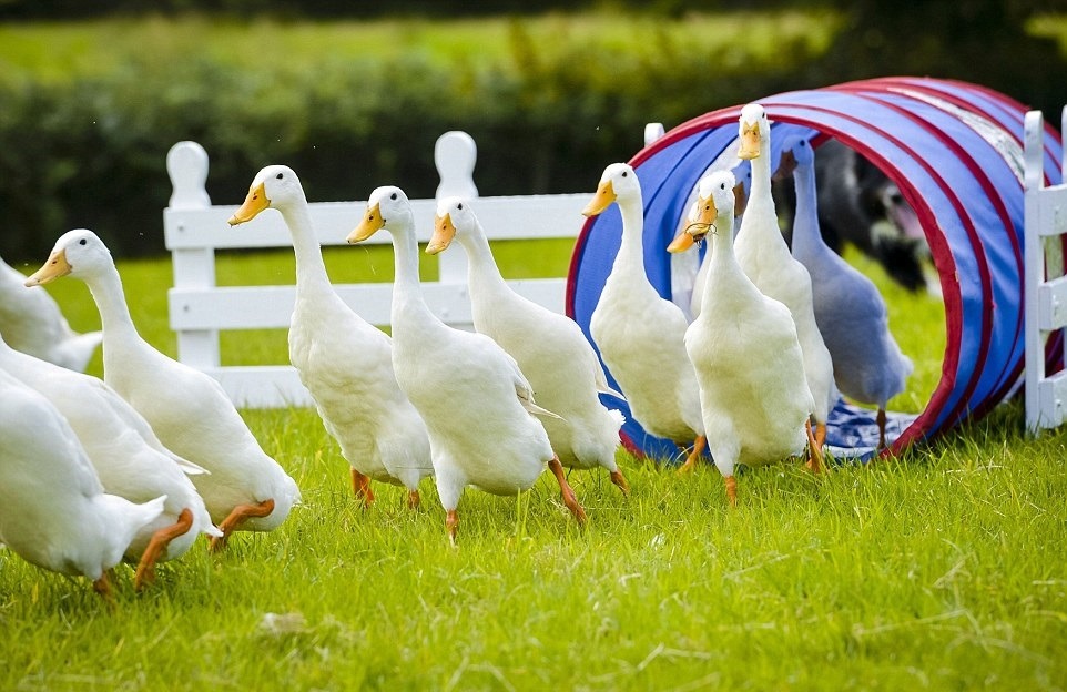 在狗狗的指揮下,鴨鴨隊順利的穿越每個障礙物。 取自dailymail