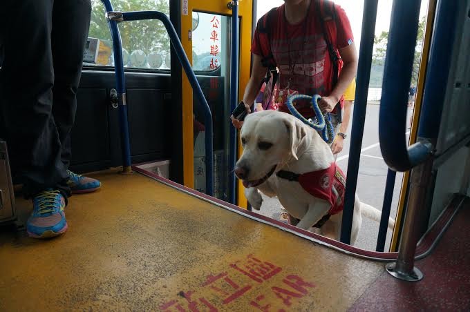 「我們連上下公車都是需要加強練習的哦!」 台灣導盲犬協會/提供