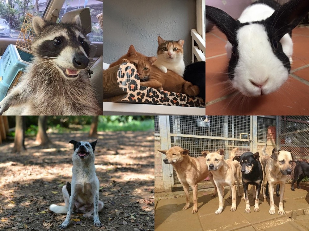 這些都是庇護所裡的居民哦！　取自　取自The PACK Sanctuary