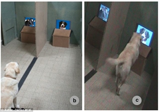 實在是太有趣了！圖中的狗狗真的從毛色相近的狗和牛中，準確的認出狗來！　取自dailymail