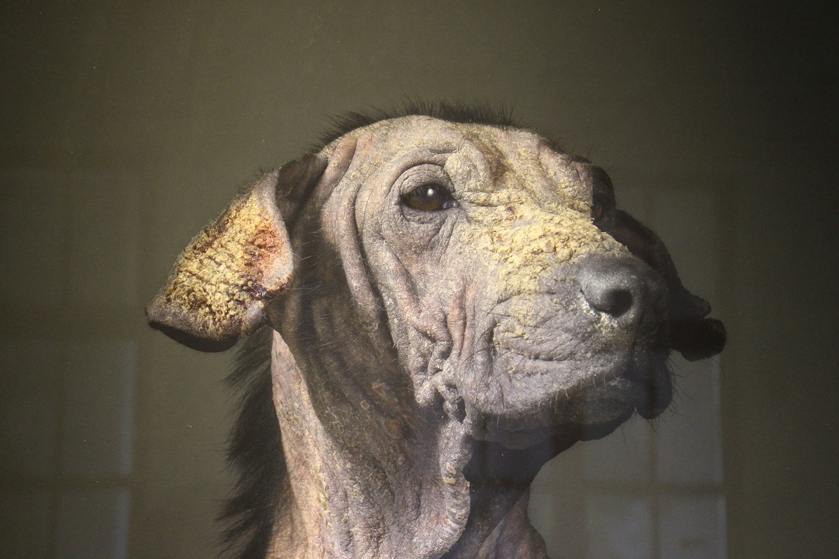 杜韻飛的攝影作品《生殤相》記錄了許多公立收容所中，即將被安樂死的狗狗。照片中的狗有著嚴重皮膚病，但眼神仍然非常堅毅，令觀者無不感慨。　台灣動物新聞網資料照。李娉婷/翻攝。