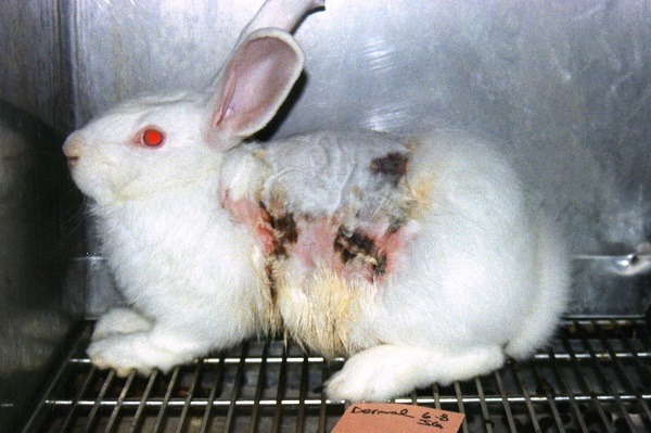 化妝品動物實驗對動物非常不人道。　取自PETA India