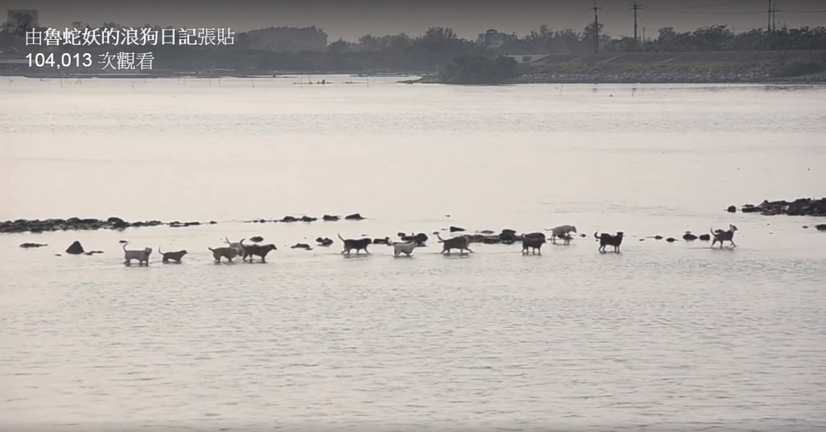 這群浪犬生活在潟湖中的沙洲上，每天都會成群結隊的渡水到岸邊吃愛媽準備的飼料，然後再回到沙洲上。　截自影片