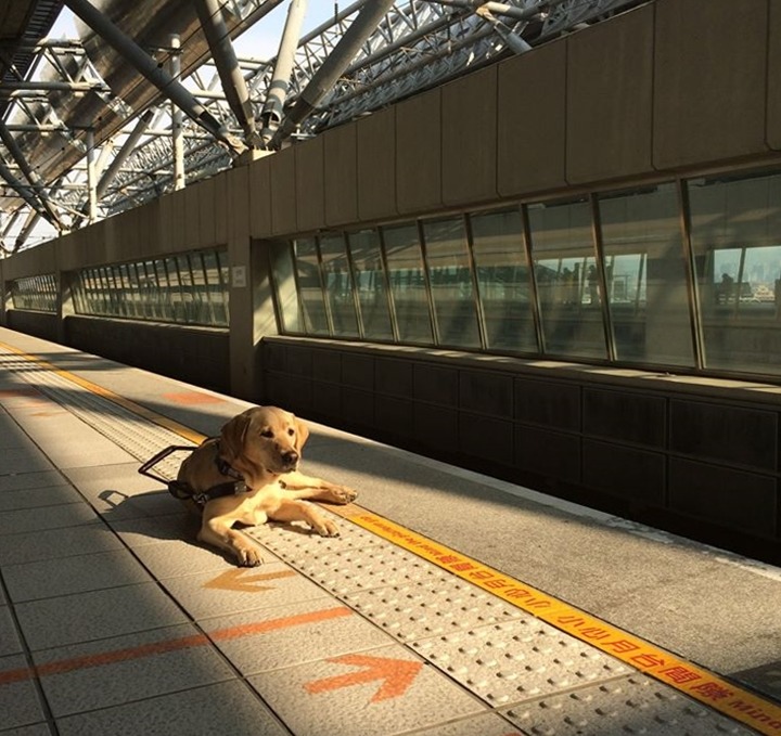 看得出Deanna在台灣的哪裡嗎？沒有Deanna，曾建平就只能使用手杖，行走效率和安全度都會下降  取自Deanna Guidedog 導盲犬