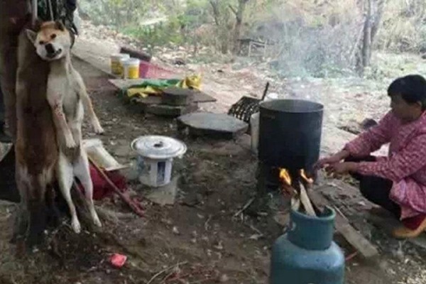 販拒絕透露貓狗來源，但動保團體志工表示，這些很有可能都是病貓病狗。　取自珠江時報