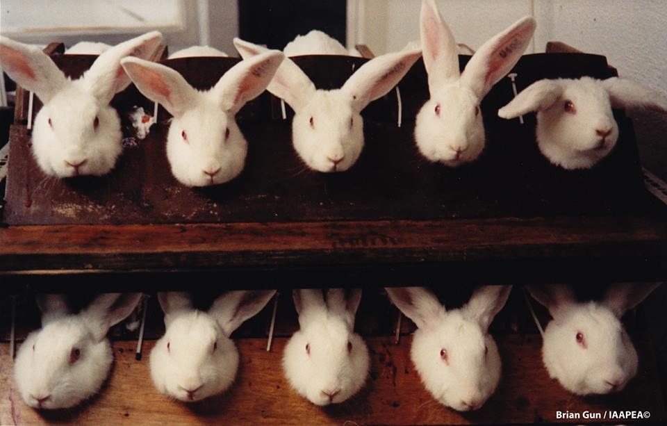 動物實驗不但不人道,實驗結果也未必具參考性。 取自網路