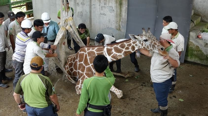 疼愛長宵的保育員全體出動，協助長宵站起來。　台北市立動物園/提供
