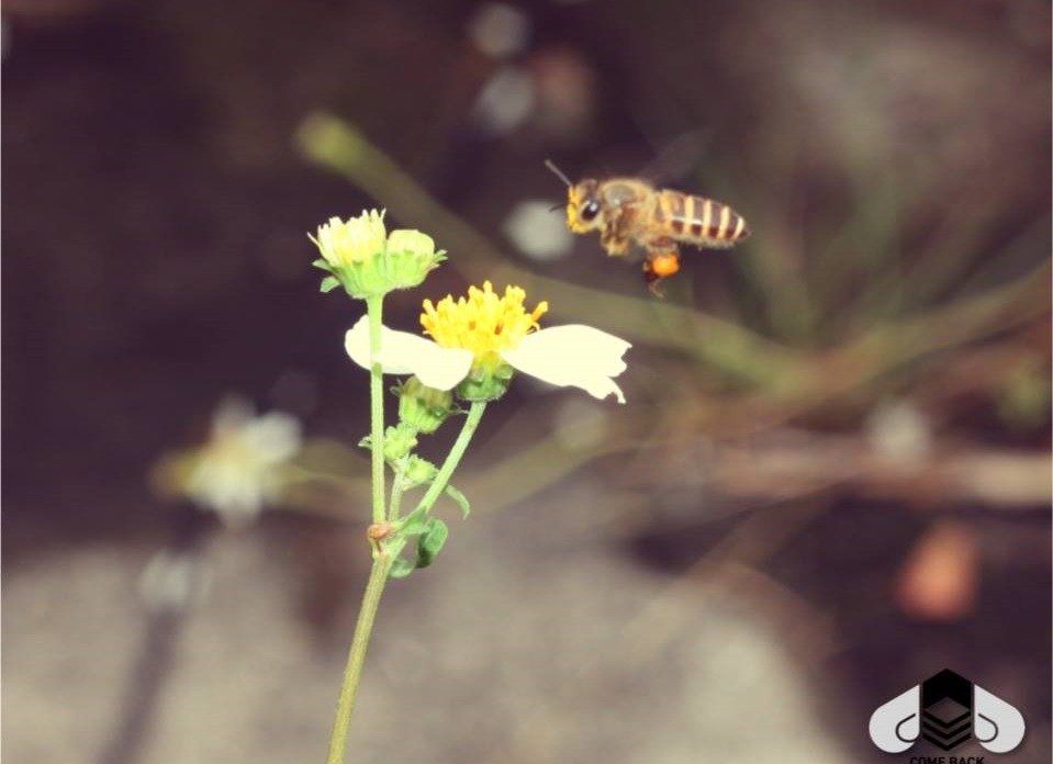 這是第一次多徹斯特郡使用飛機來噴灑殺蟲劑，而蜂農也沒有足夠的時間將蜂巢保護好。　示意圖。城市養蜂是Bee要的/提供