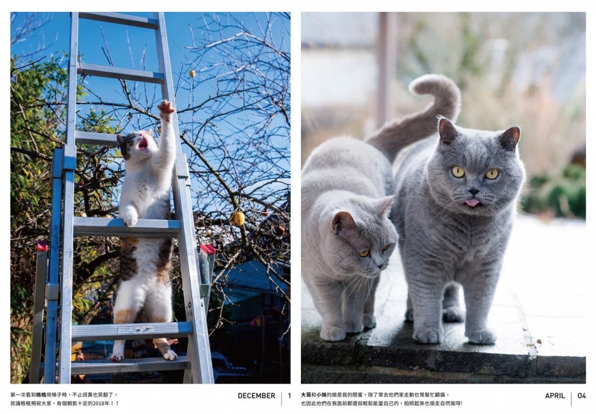 2017年的桌曆改為直式，每張下面都有Mojito對照片的一些附註或心得。圖為貓桌曆。　Mojito/提供