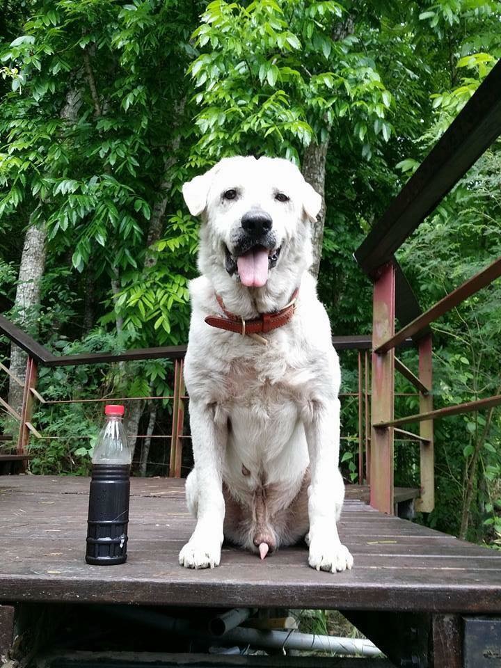 這是拉拉隊的Ray，曾是拉拉隊中途最久的毛孩，前陣子已經找到家啦！　取自拉拉隊