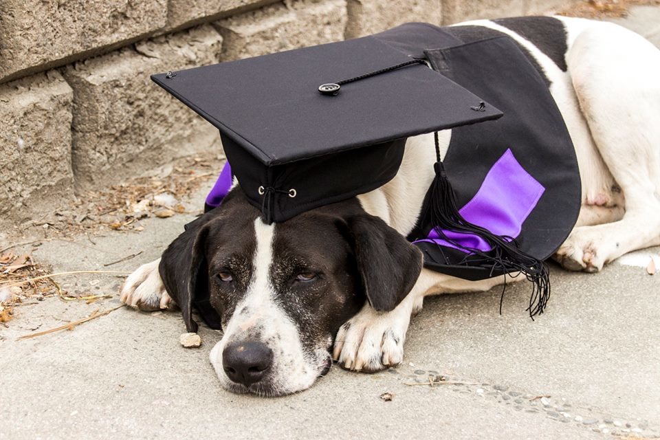 牛牛是北大狗王，個性親人，受到不少學生喜愛，唯個性衝動常惹事，是北大愛動woof社從上學期以來，重點加強訓練的校浪。　取自國立臺北大學愛動物社