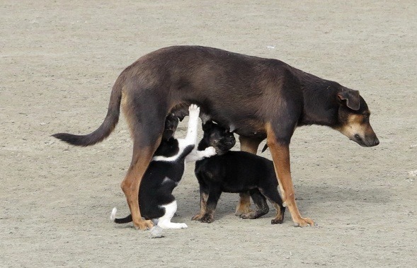 TNR能使流浪動物不再生生不息，如果操作得當，可以較人道的方式控制流浪動物數量。　資料照，蕭士塔/攝               