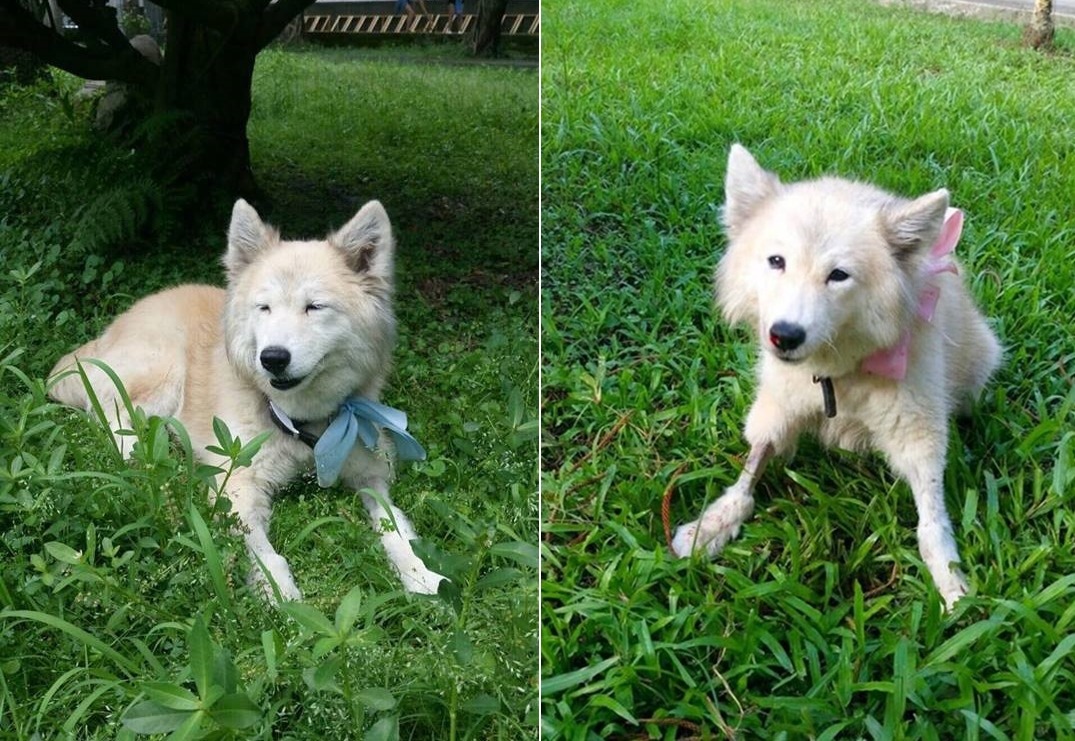 小狐是一隻非常漂亮的白色長毛狗狗。 輔大愛狗社/提供